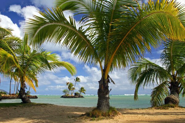 Schattiger tropischer Strand mit Palmen und Meer