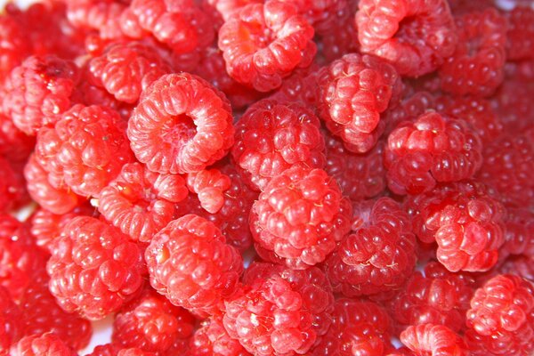 Red juicy raspberry Berry