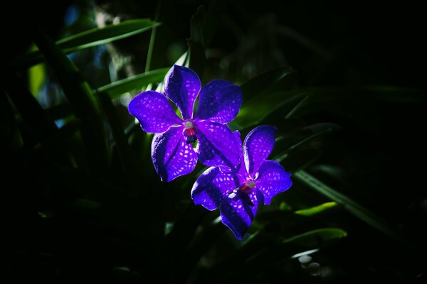 Hermosas orquídeas moradas en la hierba