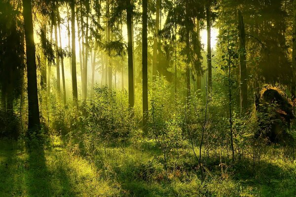 Sonnenschein durchbricht das Dickicht im Wald