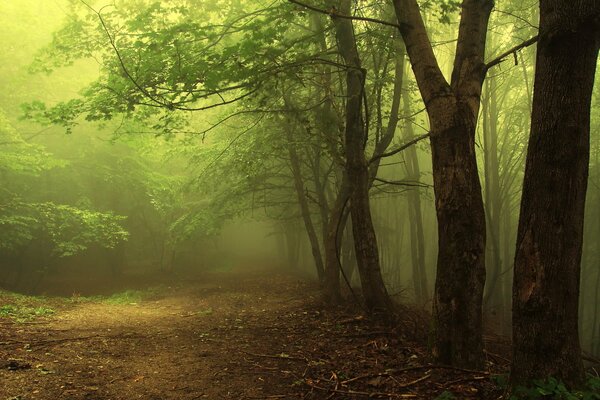 Green branches of a dense forest in a foggy haze