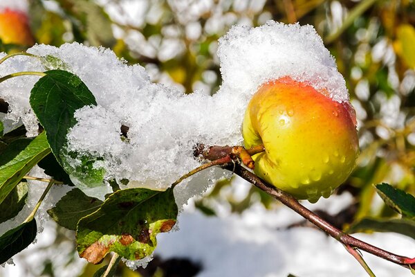 Schmelzender Schnee auf einem Apfelzweig