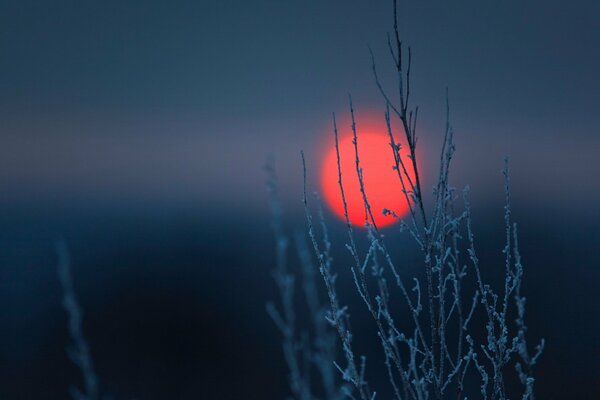 Coucher de soleil rouge à travers une branche avec du givre