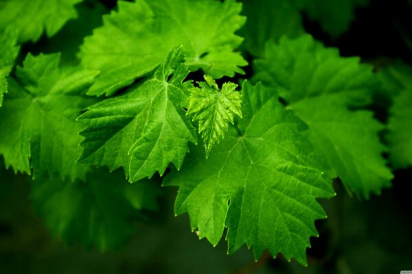 Bright juicy green leaves on a tree