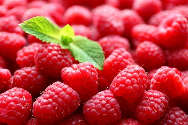 Himbeerbeeren mit Minzblättern