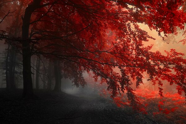 Lever du soleil d automne dans la forêt,. Phénomène
