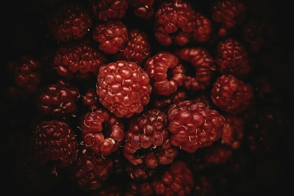 Baies appétissantes de framboises rouges et noires