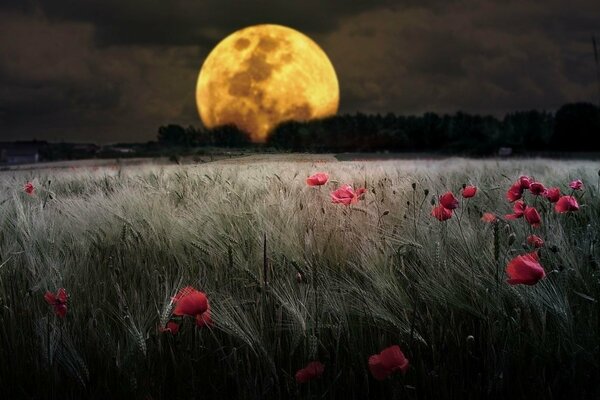 Zaćmienie księżyca nad polem pszenicy i maku
