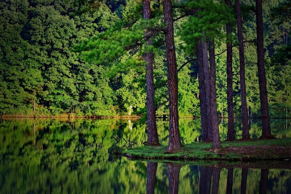 The trunks of trees are reflected in the water surface