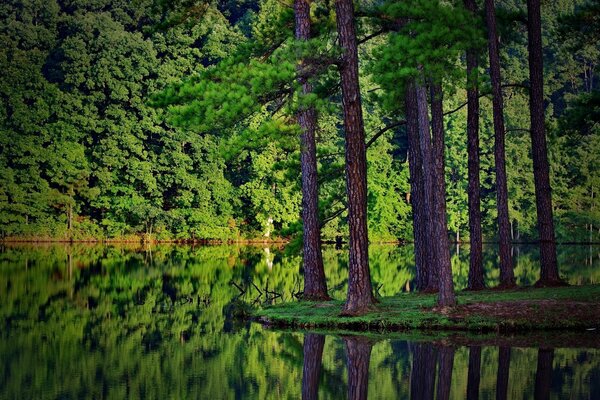 Les troncs d arbres se reflètent dans la surface de l eau