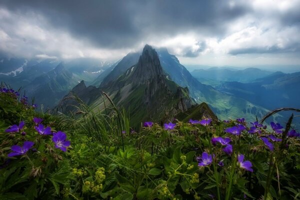 All orizzonte una radura con fiori e paesaggio di montagna