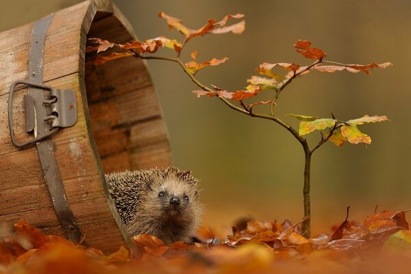 Ein neugieriger Igel auf den Blättern des Herbstes