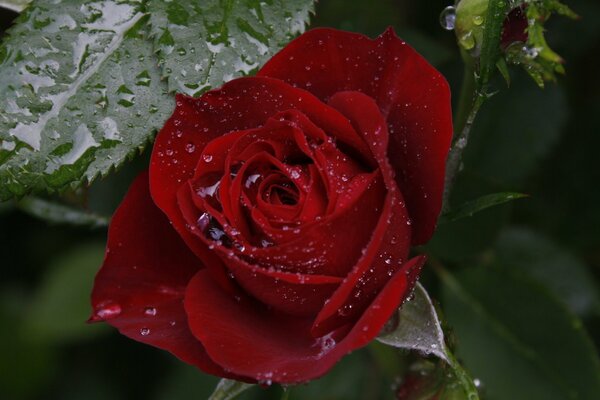 Schöne rote Rose Nahaufnahme schießen