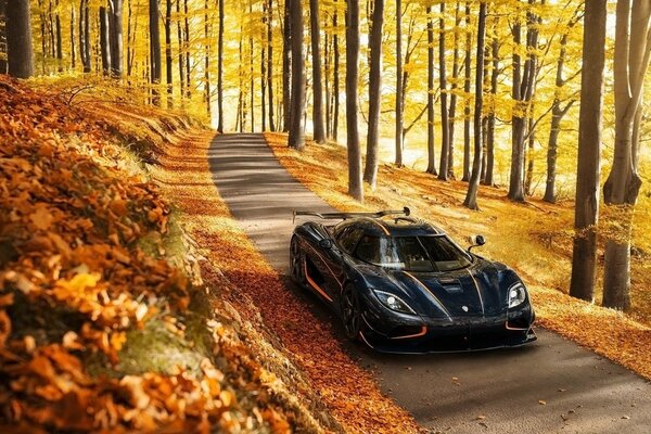 Supercar sulla strada nella foresta d autunno