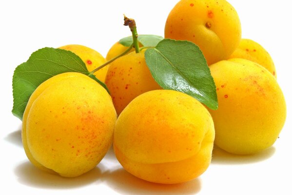 Young peaches on a white background with branches and leaves