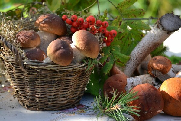 Cesto con porcini e sorbo