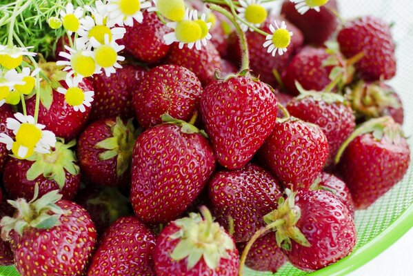 Fragole succose con margherite su un piatto verde