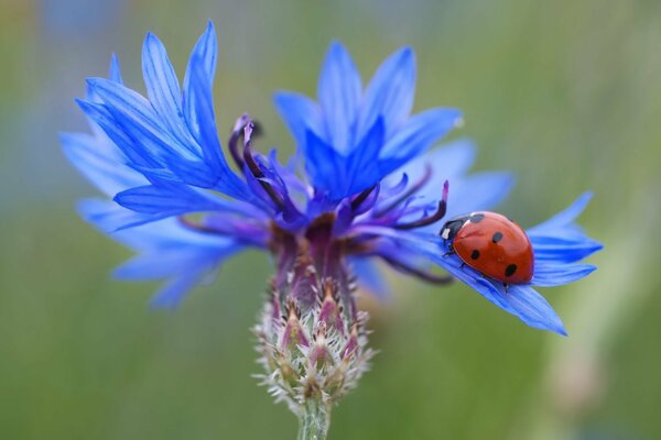 Coccinella si sedette sul fiordaliso Celeste