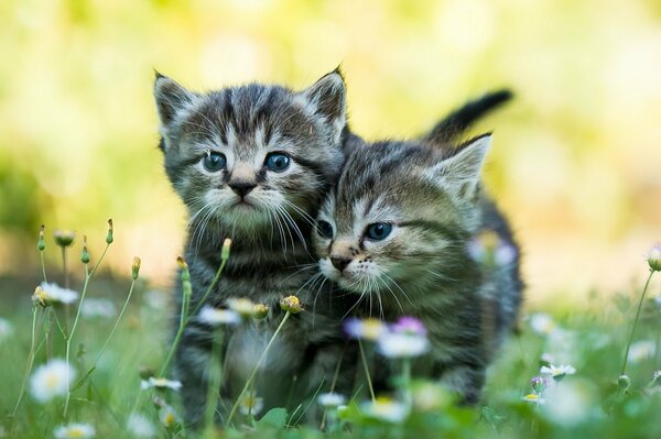Chatons mignons sur l herbe. Deux chatons gris. Les bébés rayés. Chattes dans l herbe