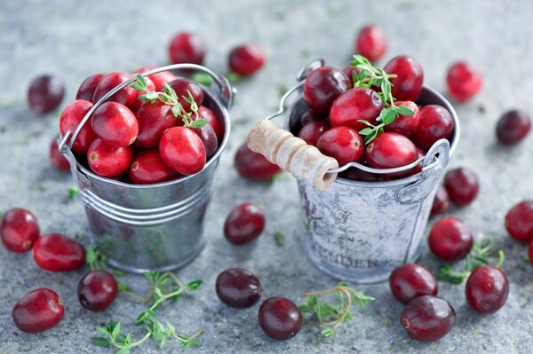 Anna verdina - rote Cranberry-Beeren mit Blättern in Eimern