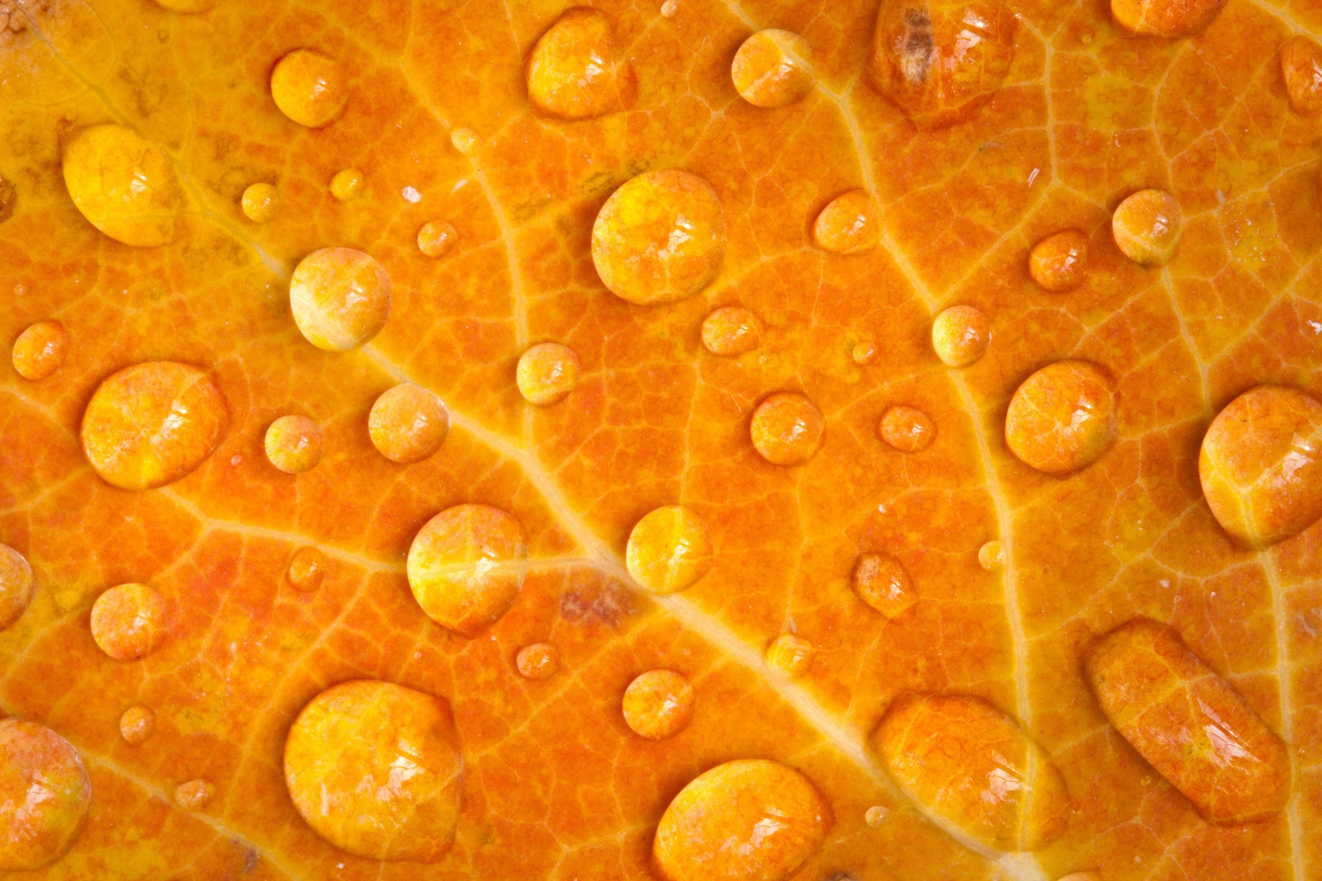 heet veins rosa drops orange