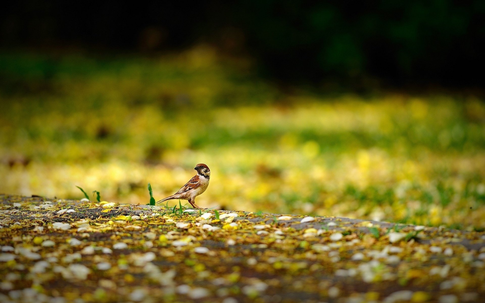 animales gorrión gorrión pájaro amarillo naturaleza