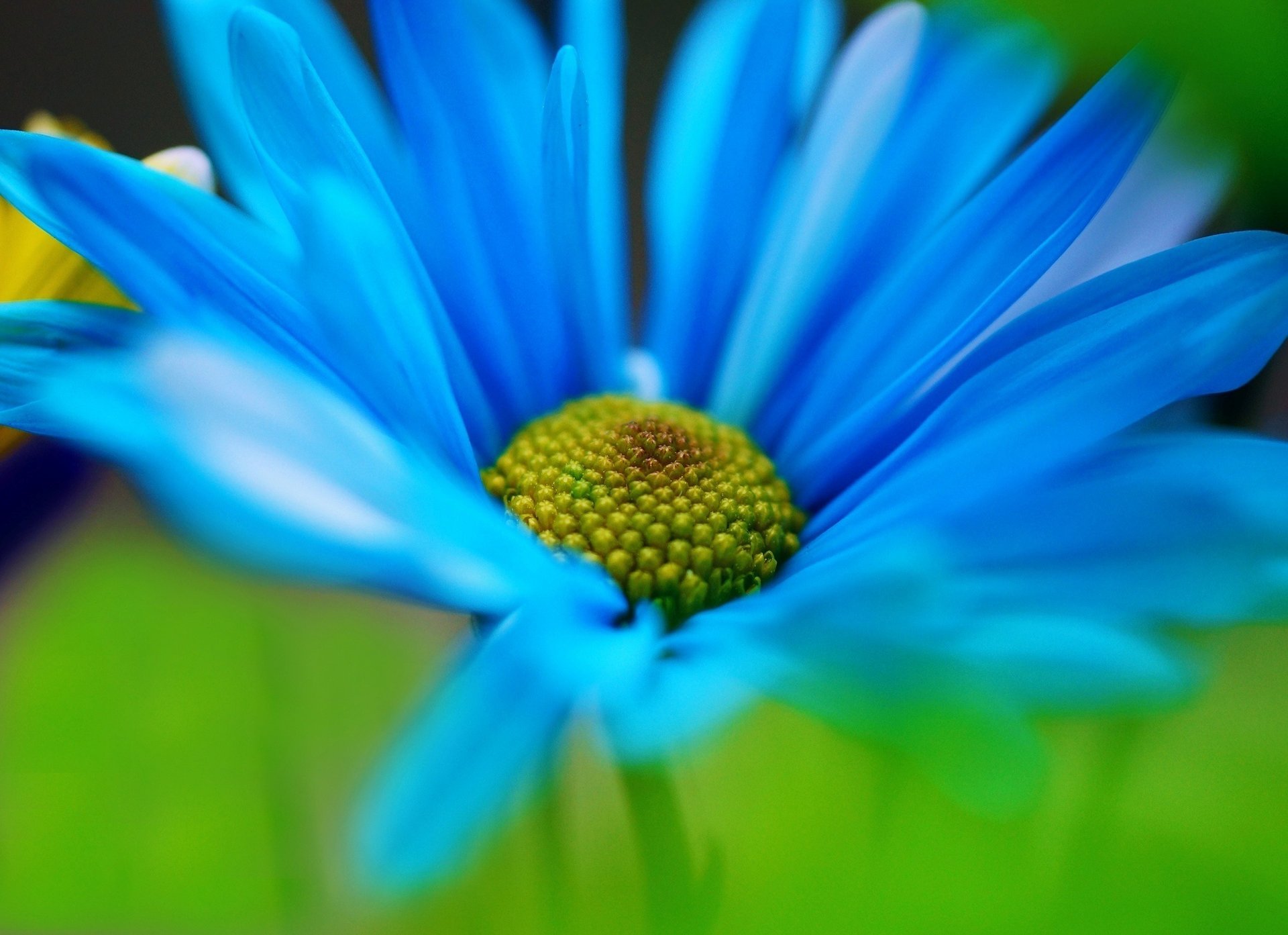 makro kwiaty płatki flower zielony niebieski flower