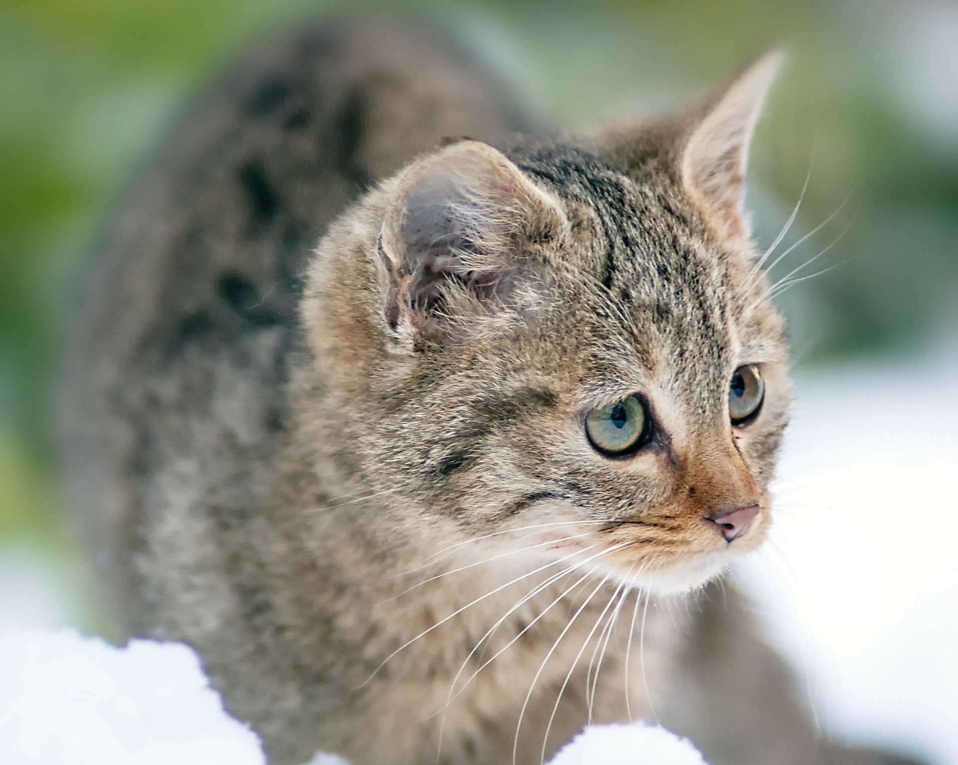 nieve rayas gris gatito