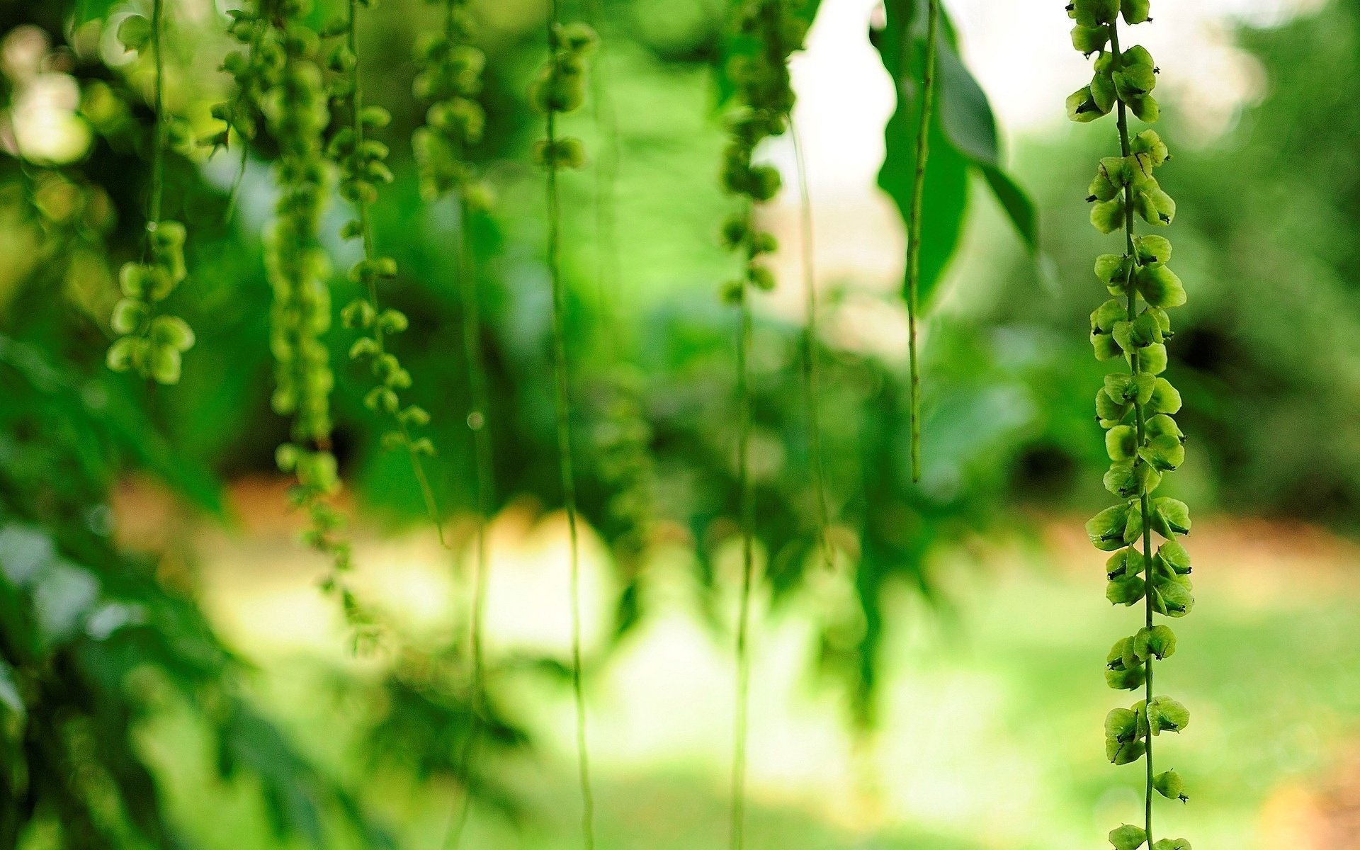 fleur fleur feuilles fleurs fleurs vert