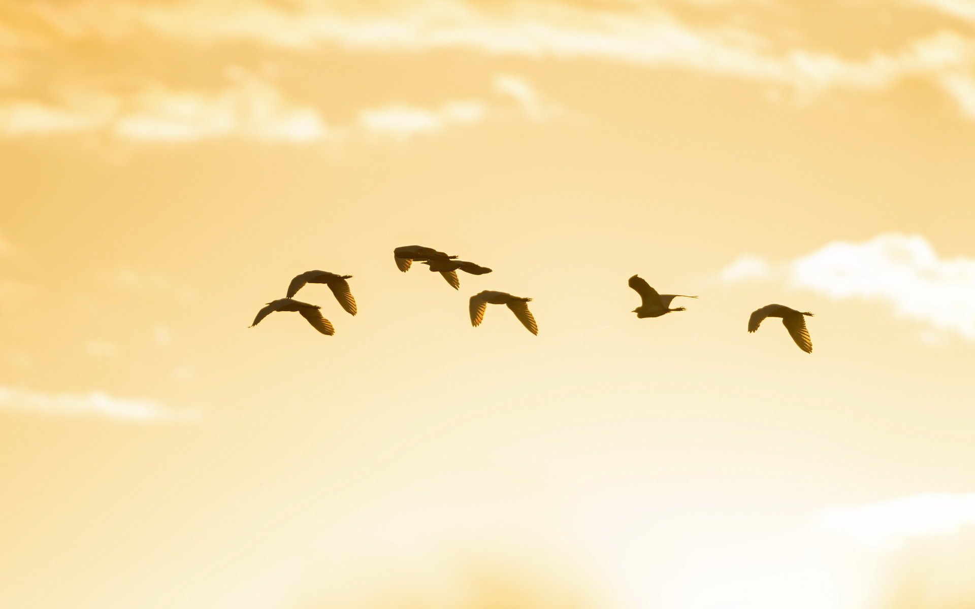 cielo minimalismo aves