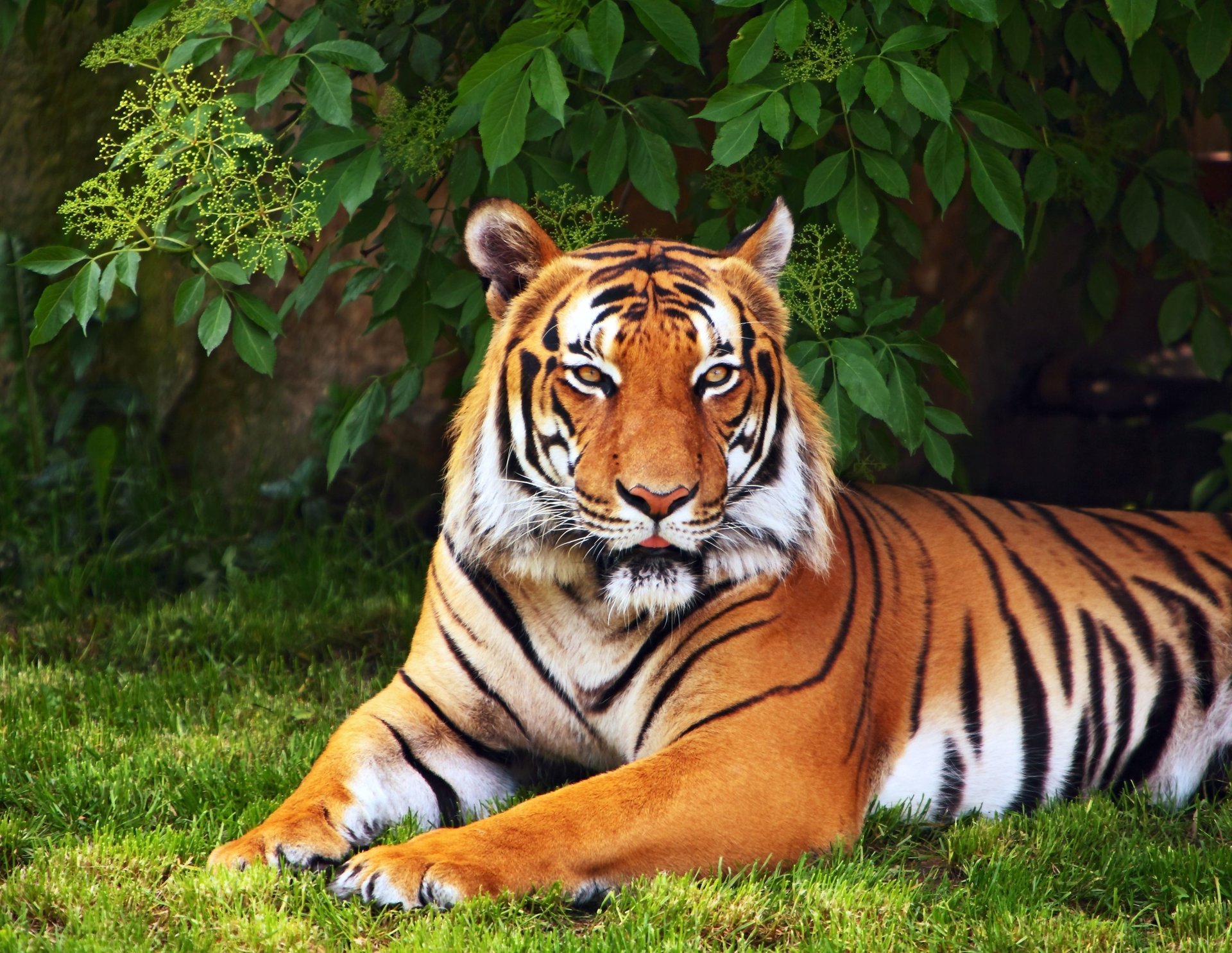 animals tiger leaves grass greens tree wallpaper