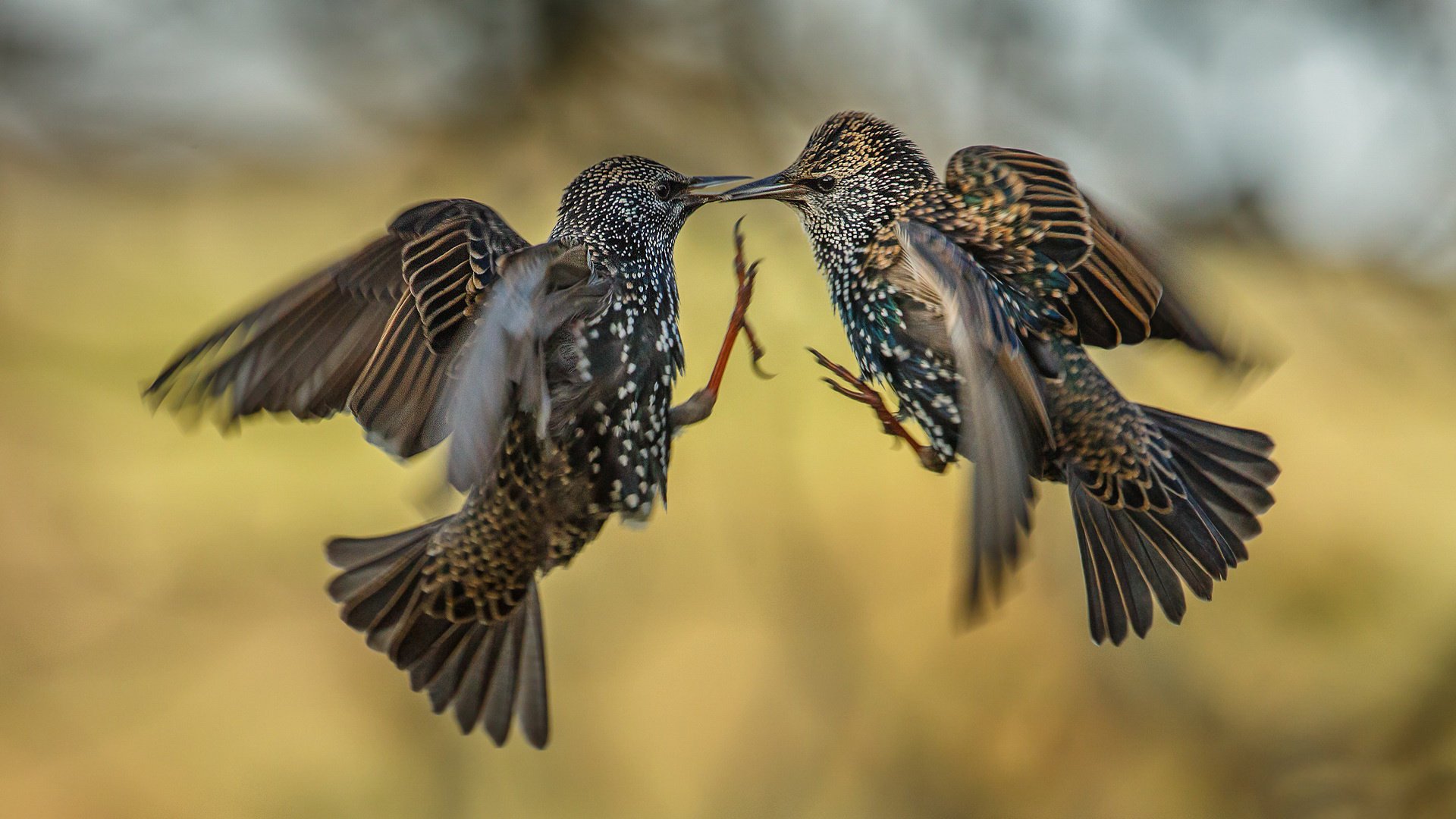 vögel kampf zwei in der luft