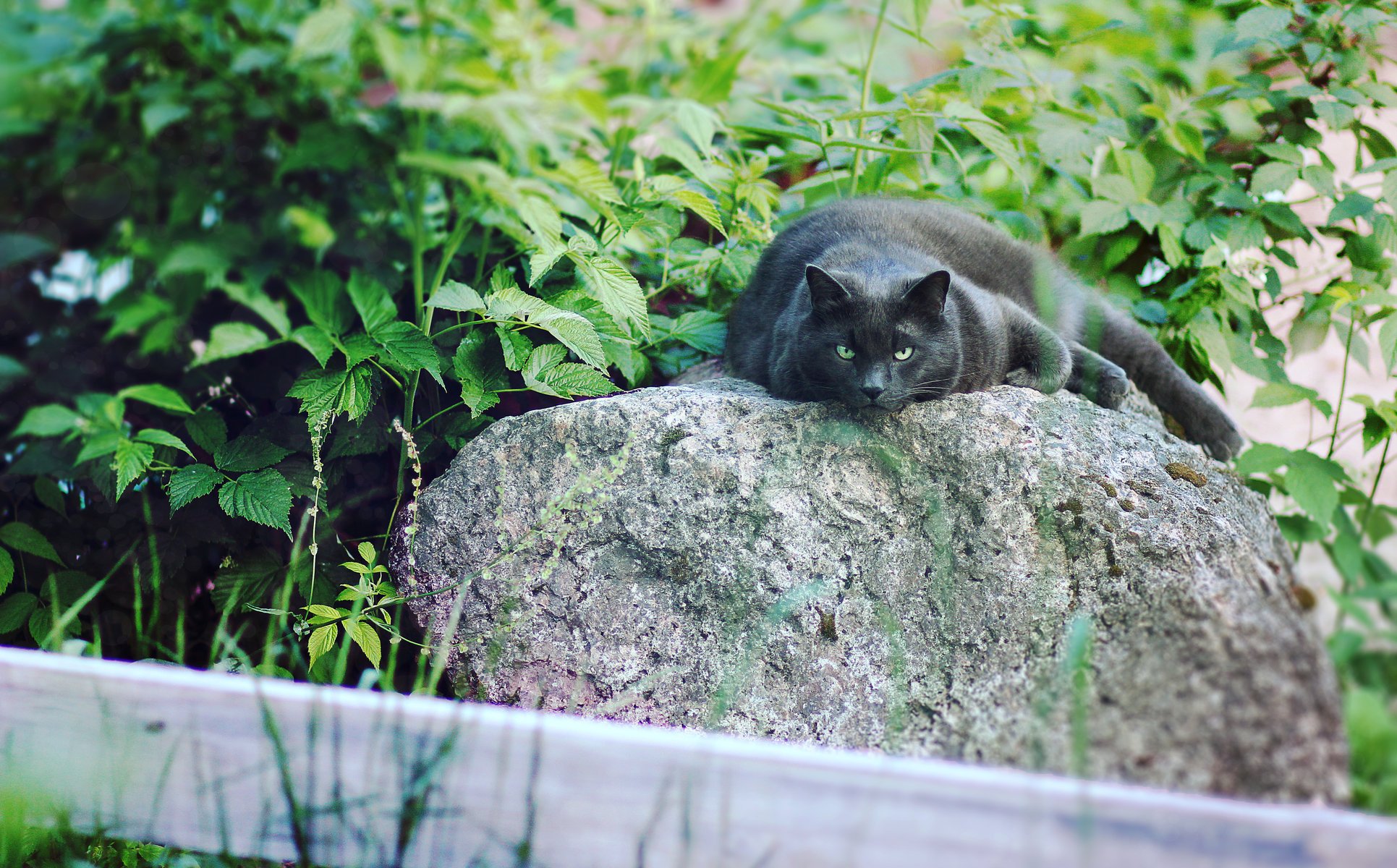 leniwy kot kot kot natura koty czarny miau