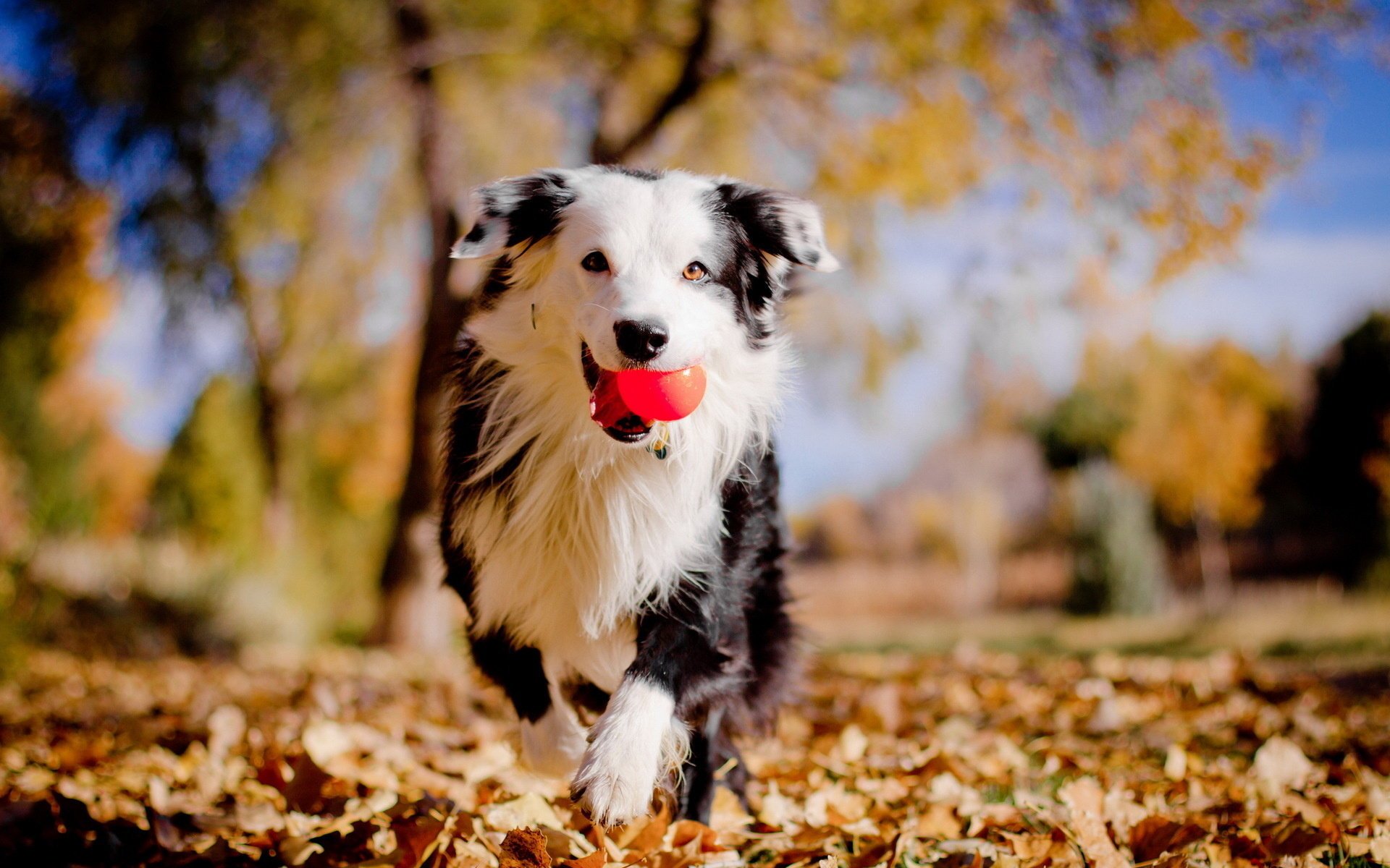 chien balle automne