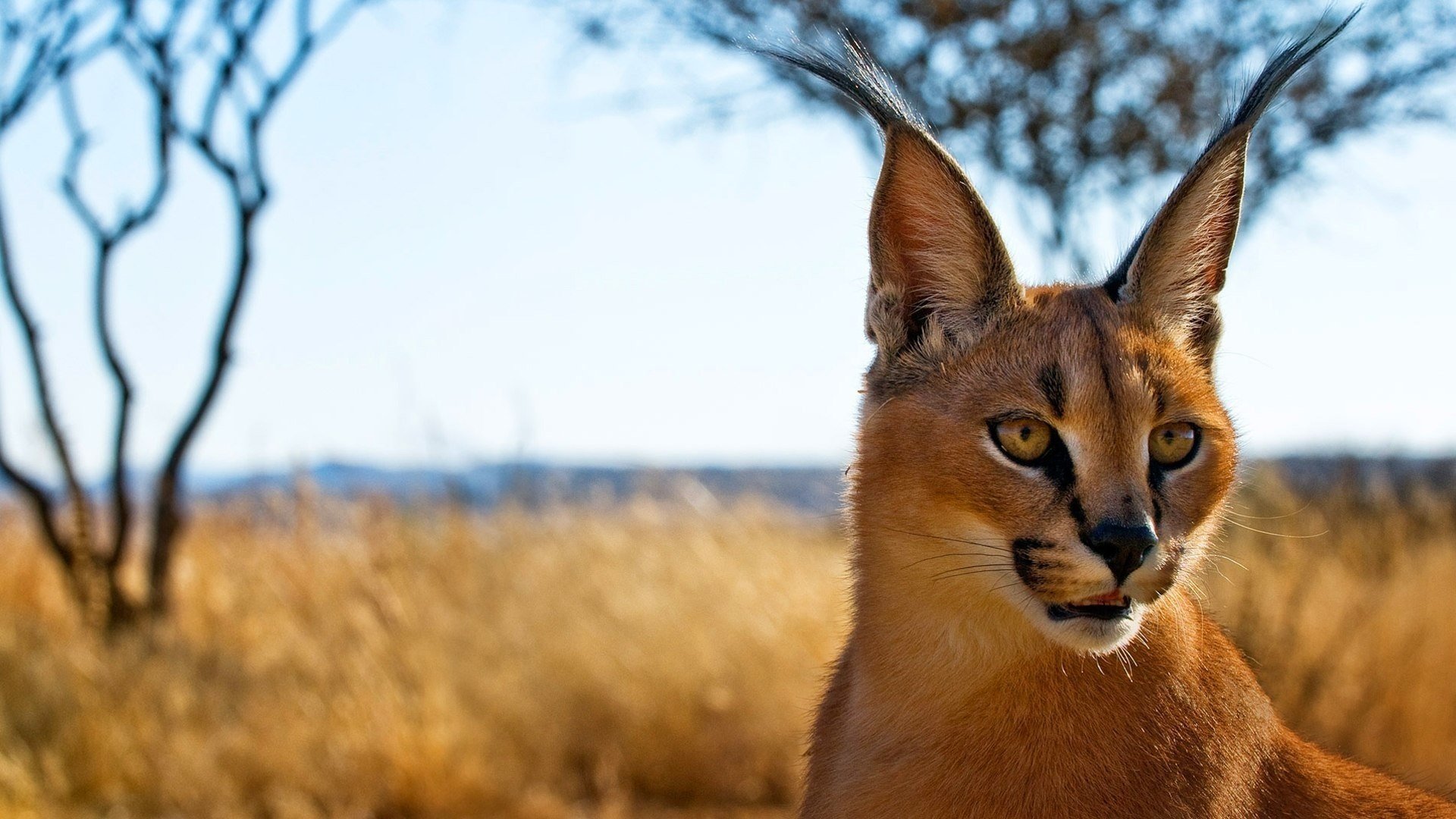 каракал caracal хищник уши степная рысь морда