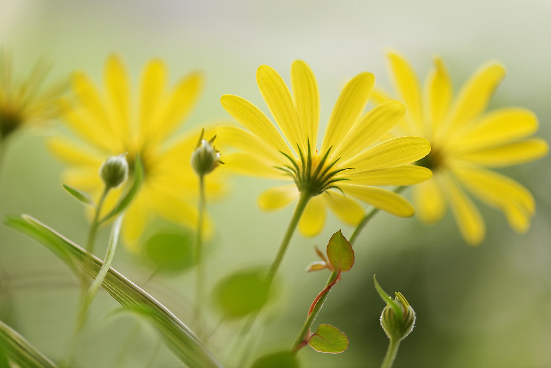 petals yellow background flowers bud