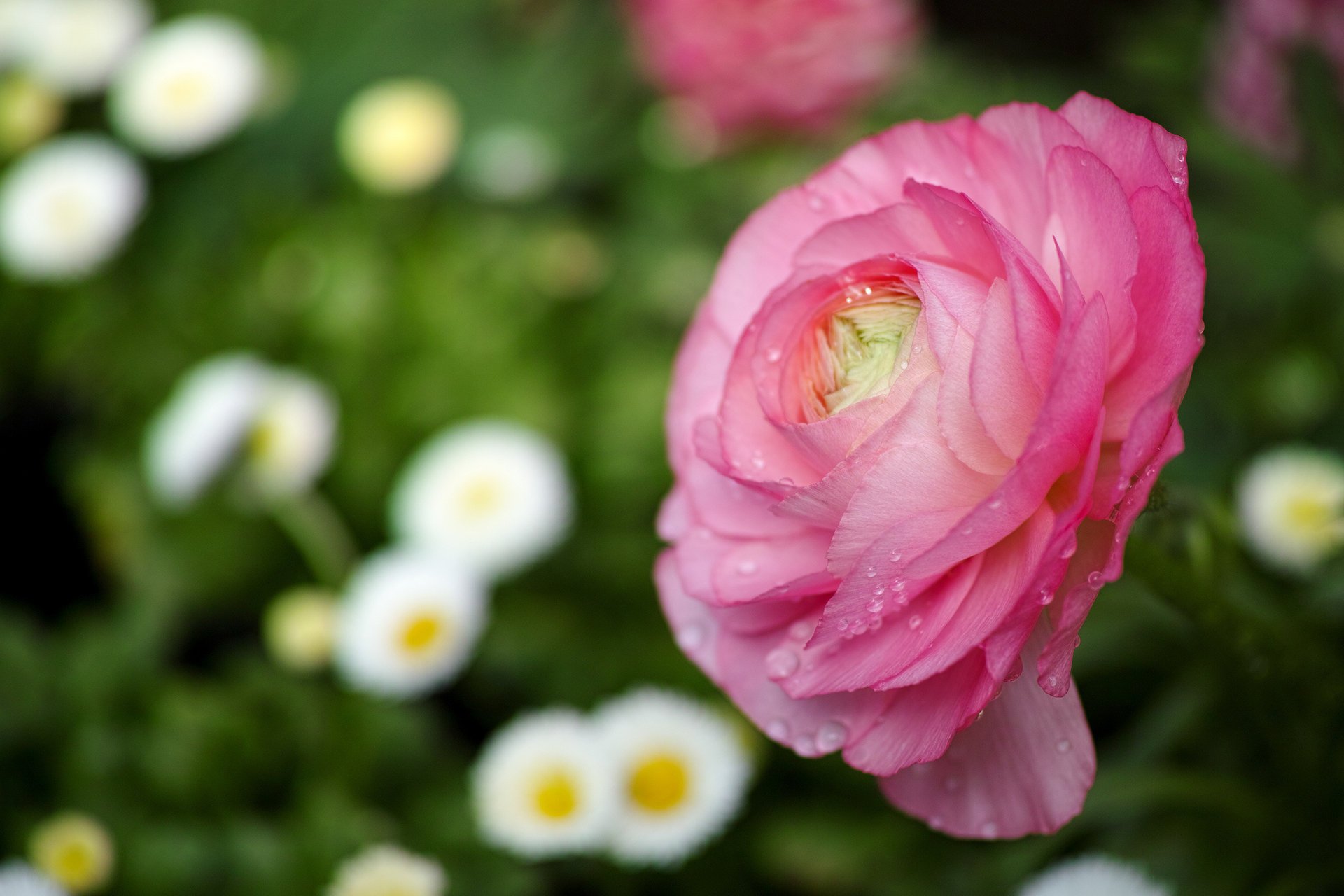 renoncule fleur rose macro mise au point