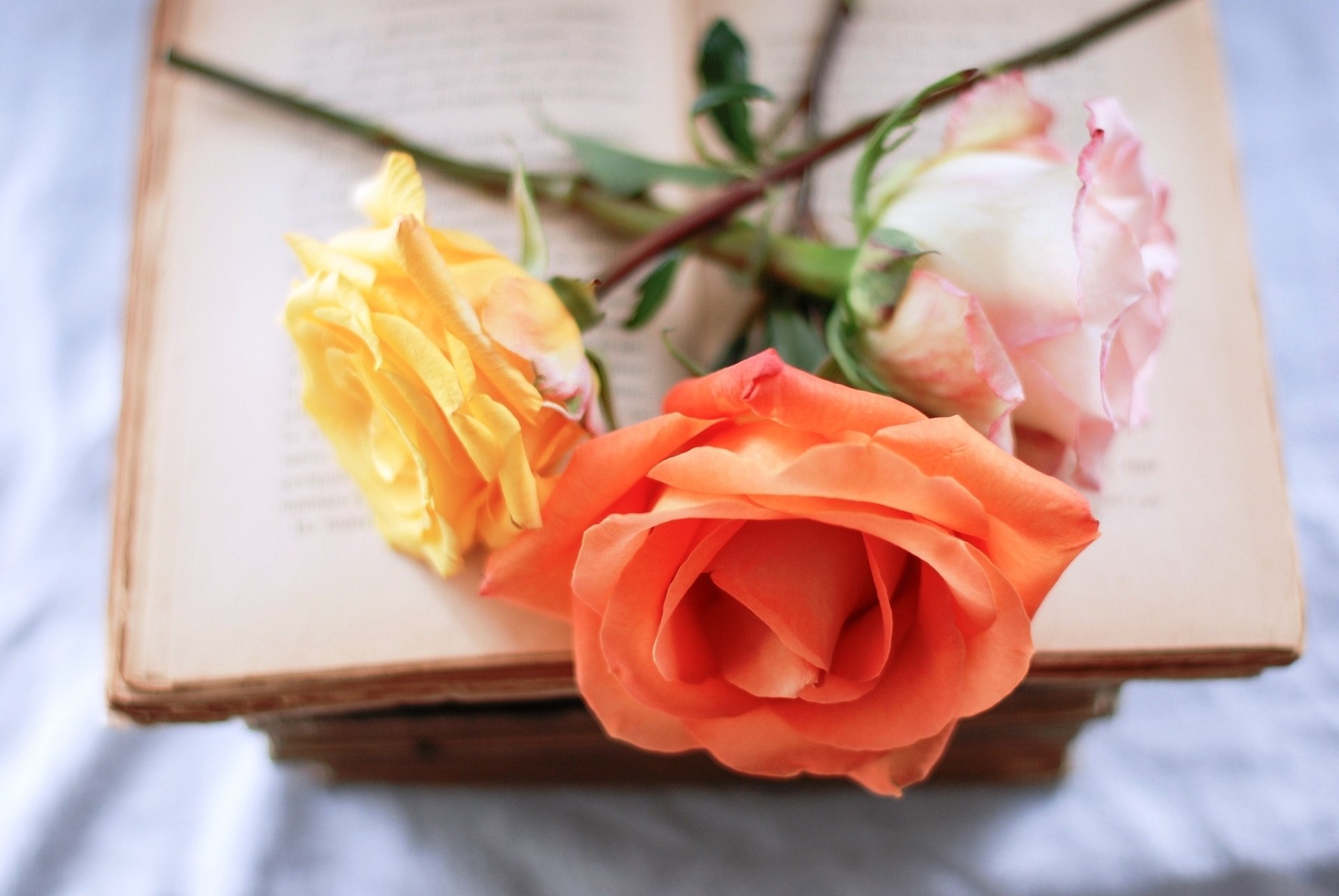 roses flowers pink orange book yellow