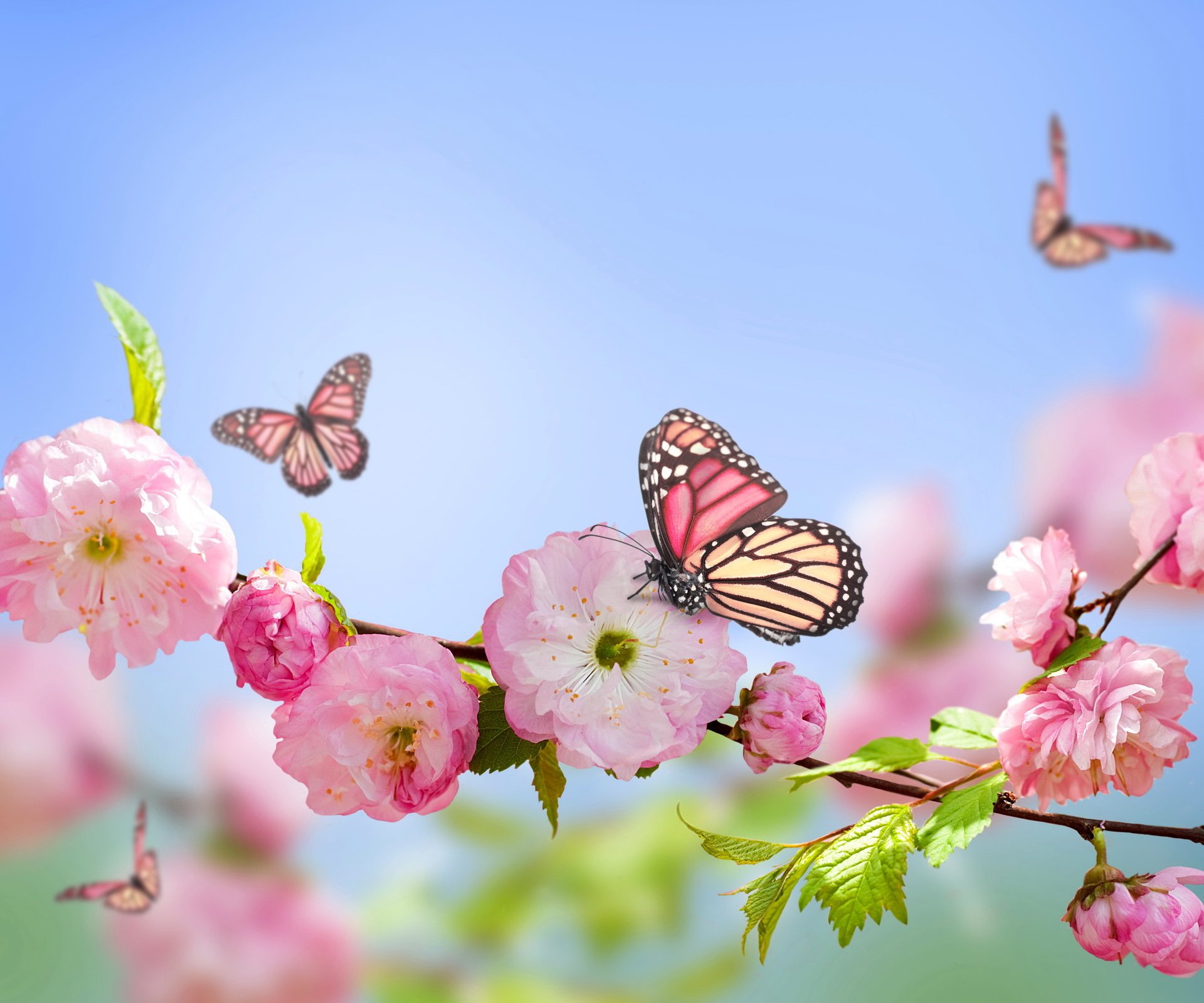 pring sky flowers bloom blue printemps pink butterflies blossom