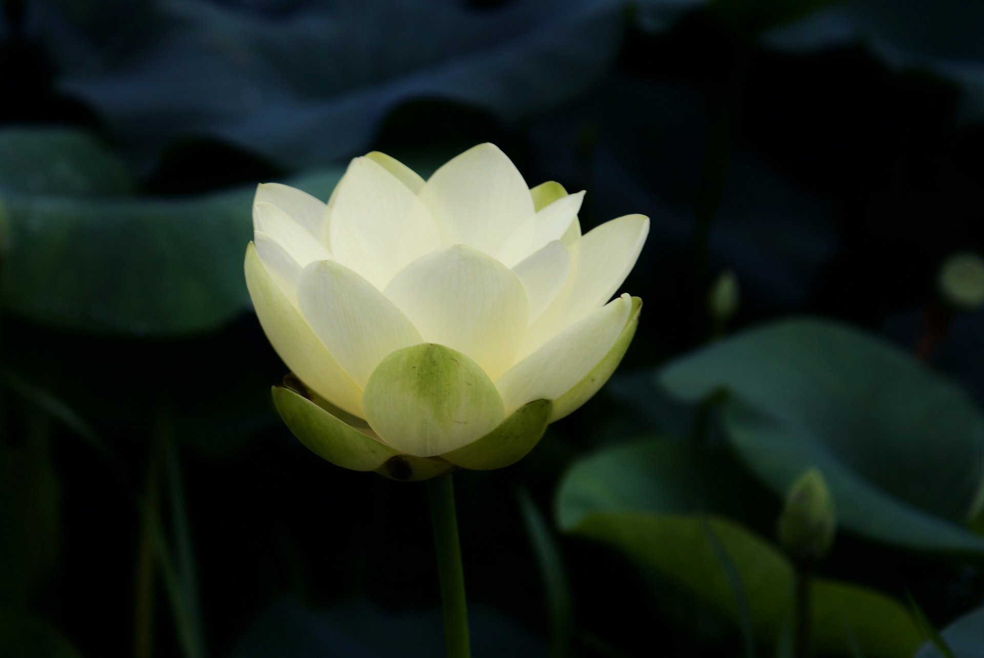 lotus nénuphar étang feuilles blanc