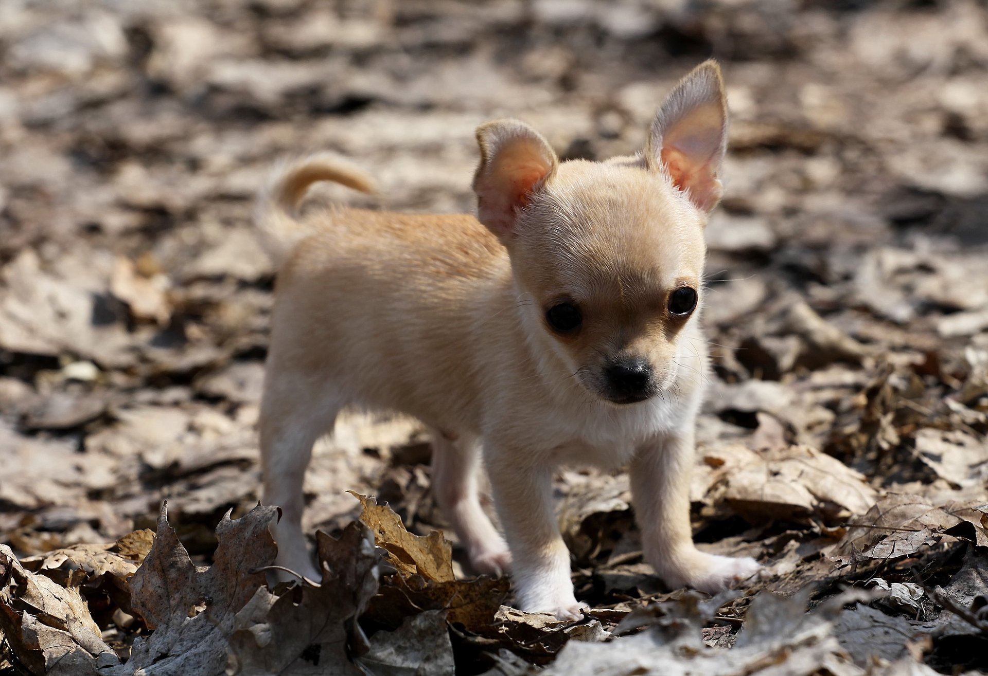 cane foglie chihuahua cucciolo