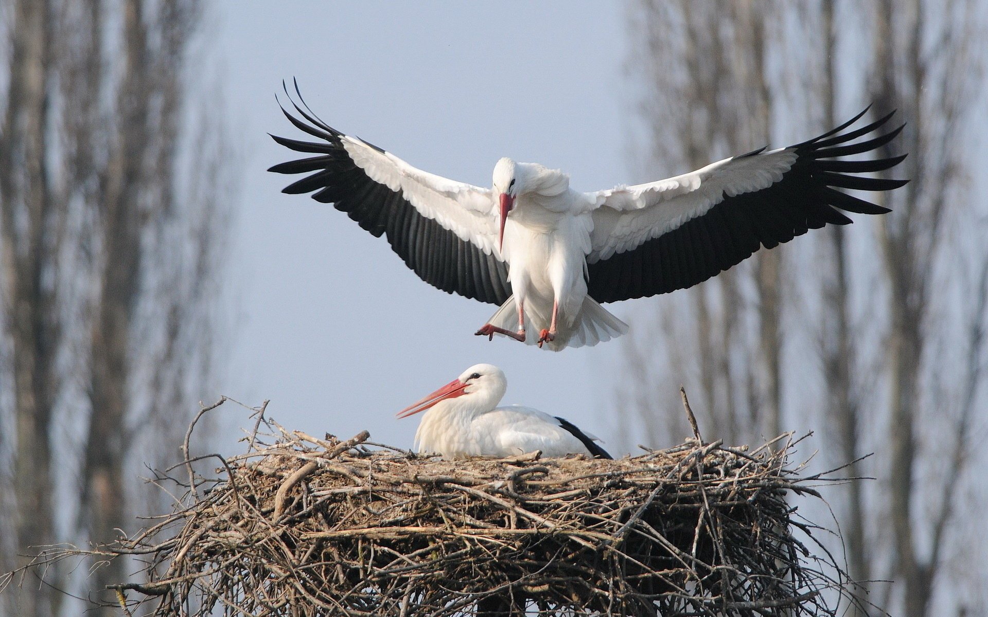 oiseaux nature cigognes