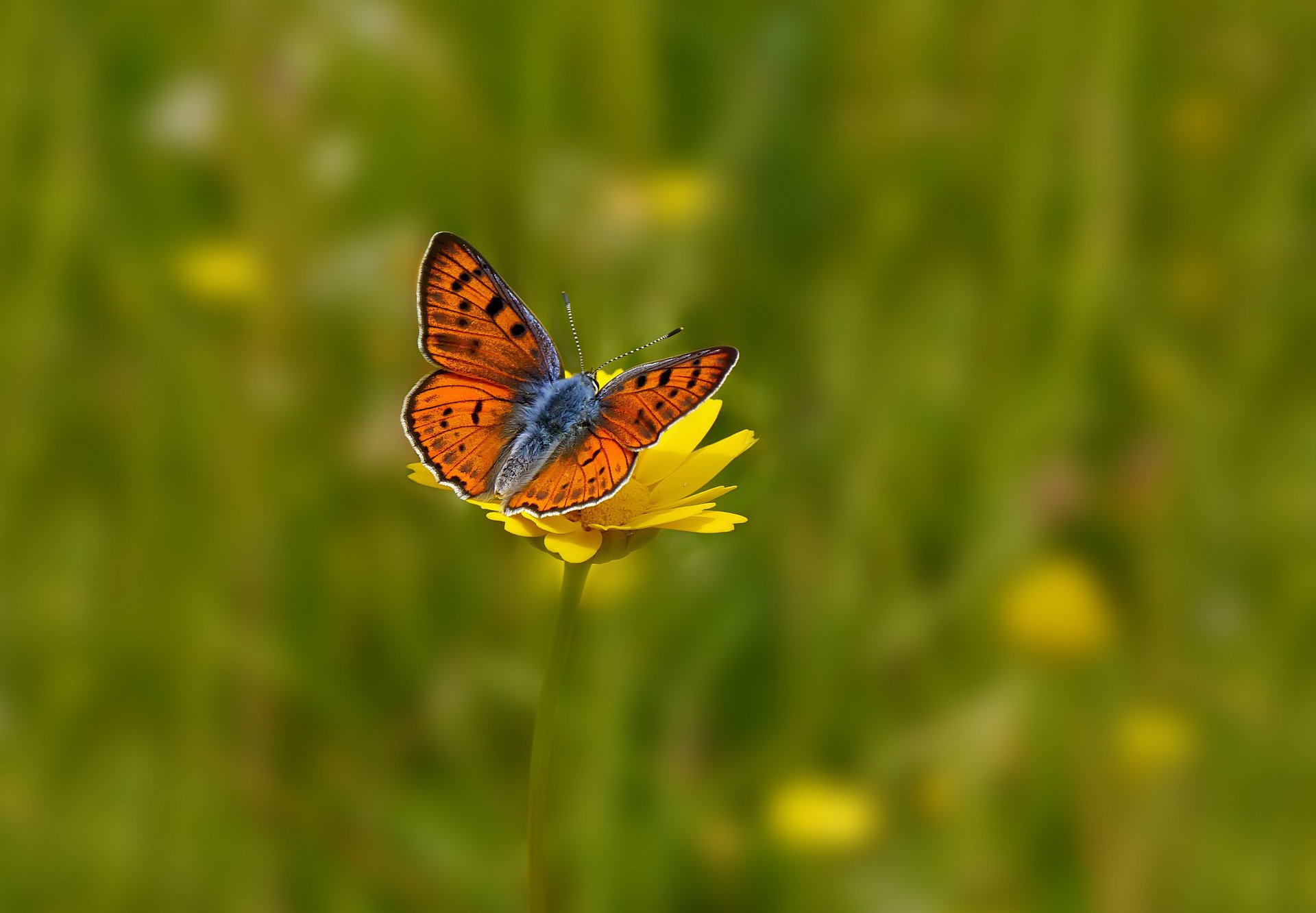 champ fleurs fond papillon fleur jaune