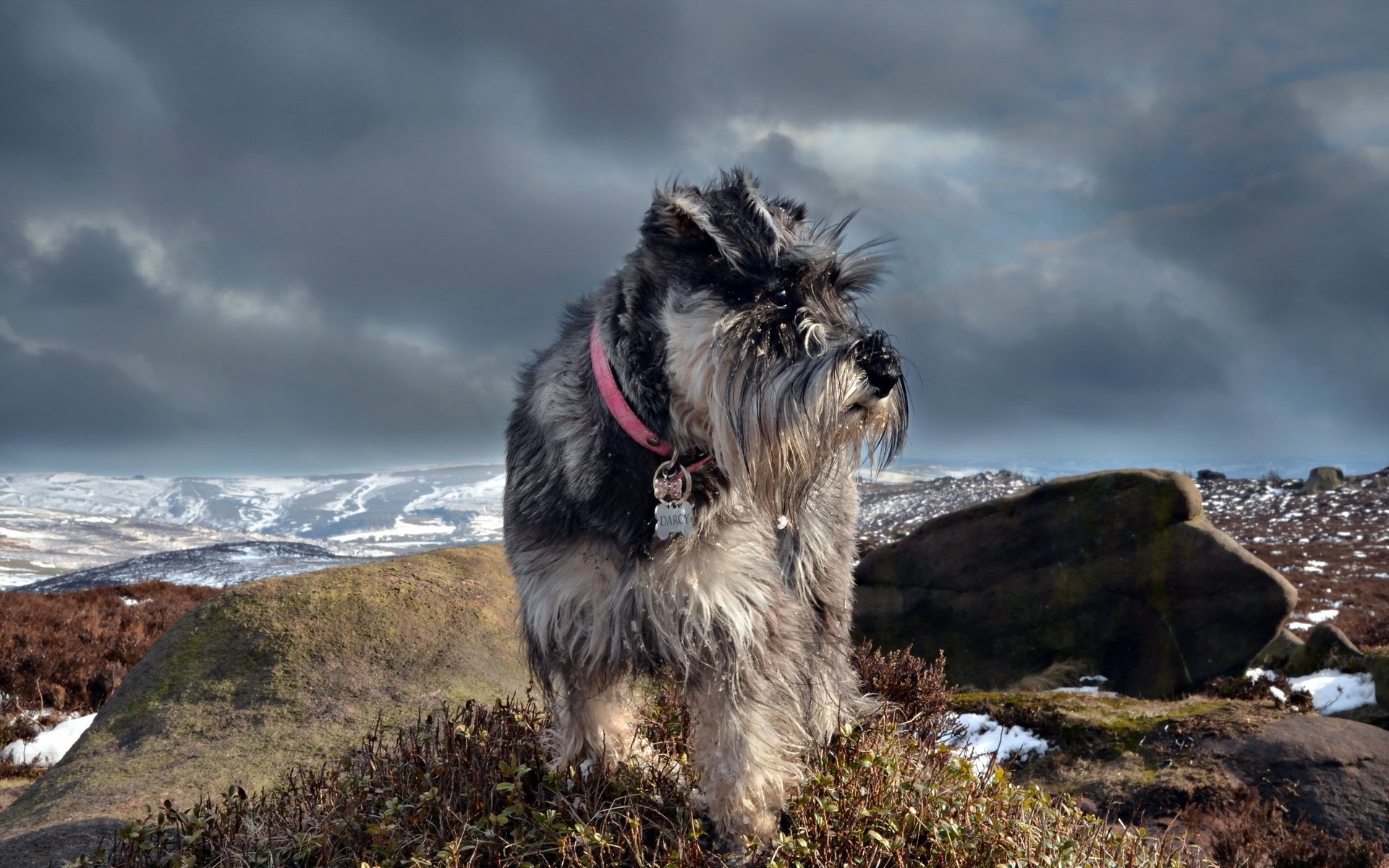 chnauzer perro naturaleza