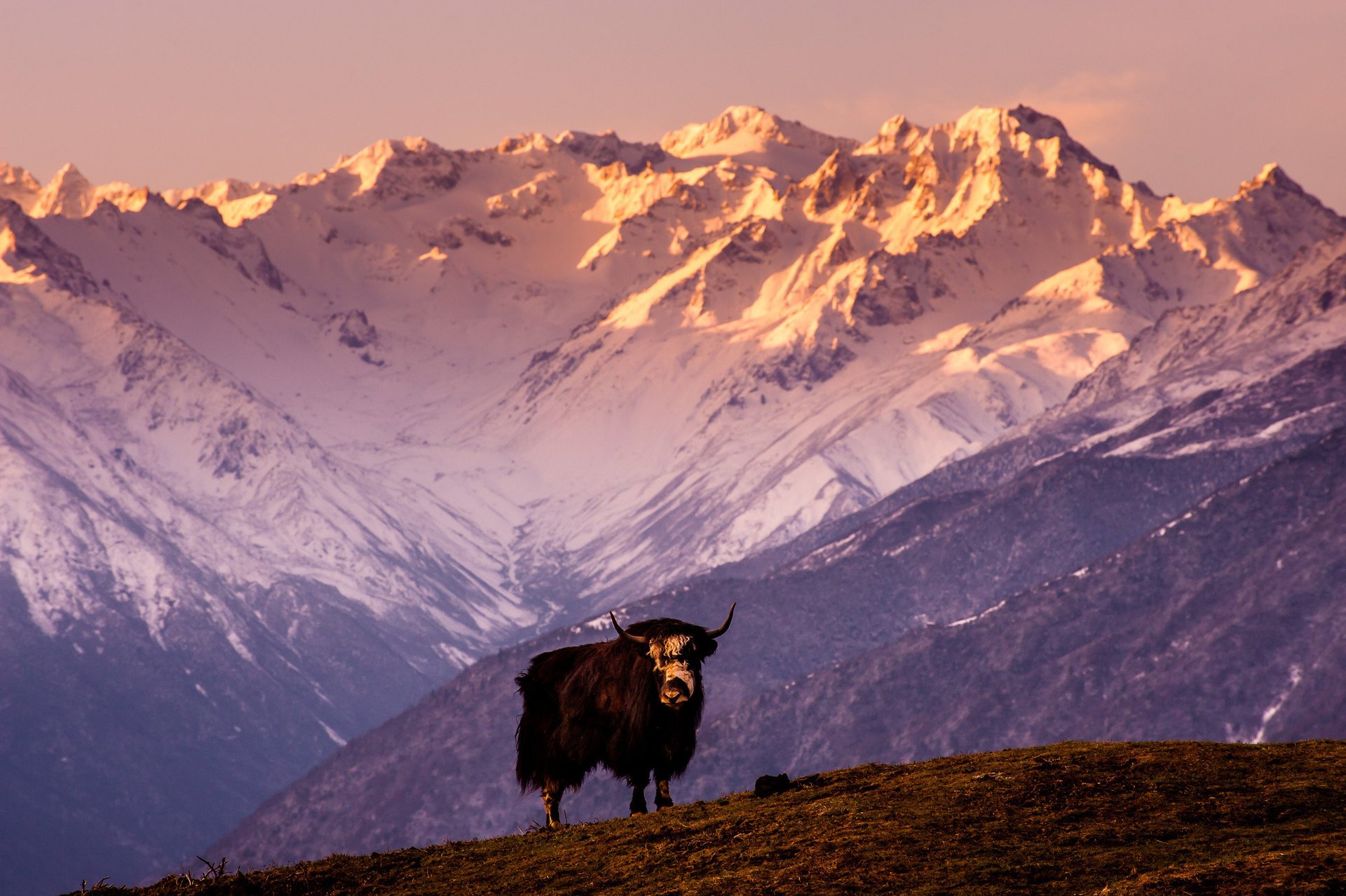 yak tibet china berge