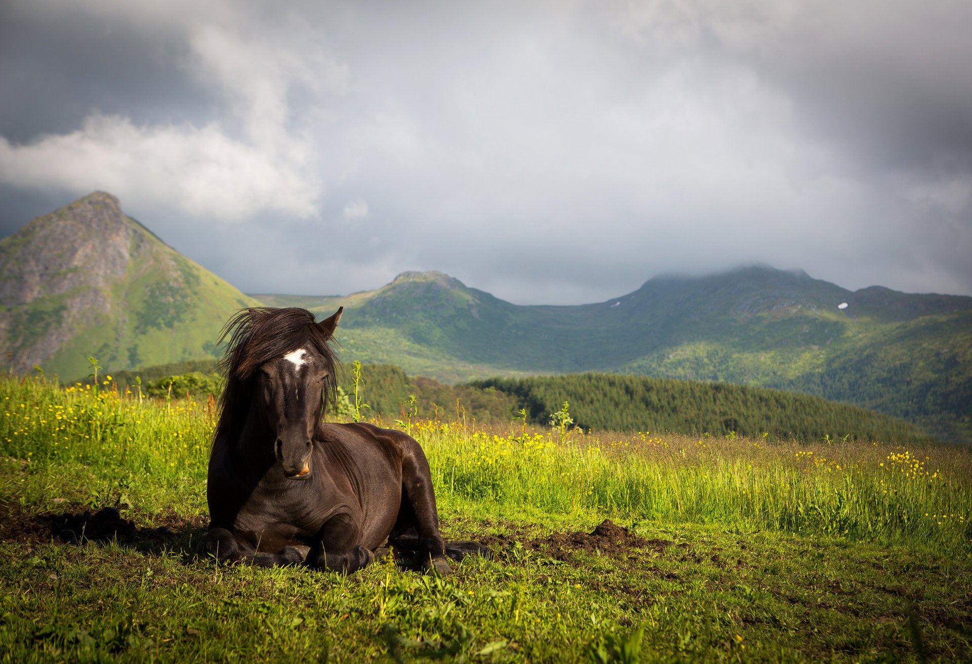 montaña prado caballo