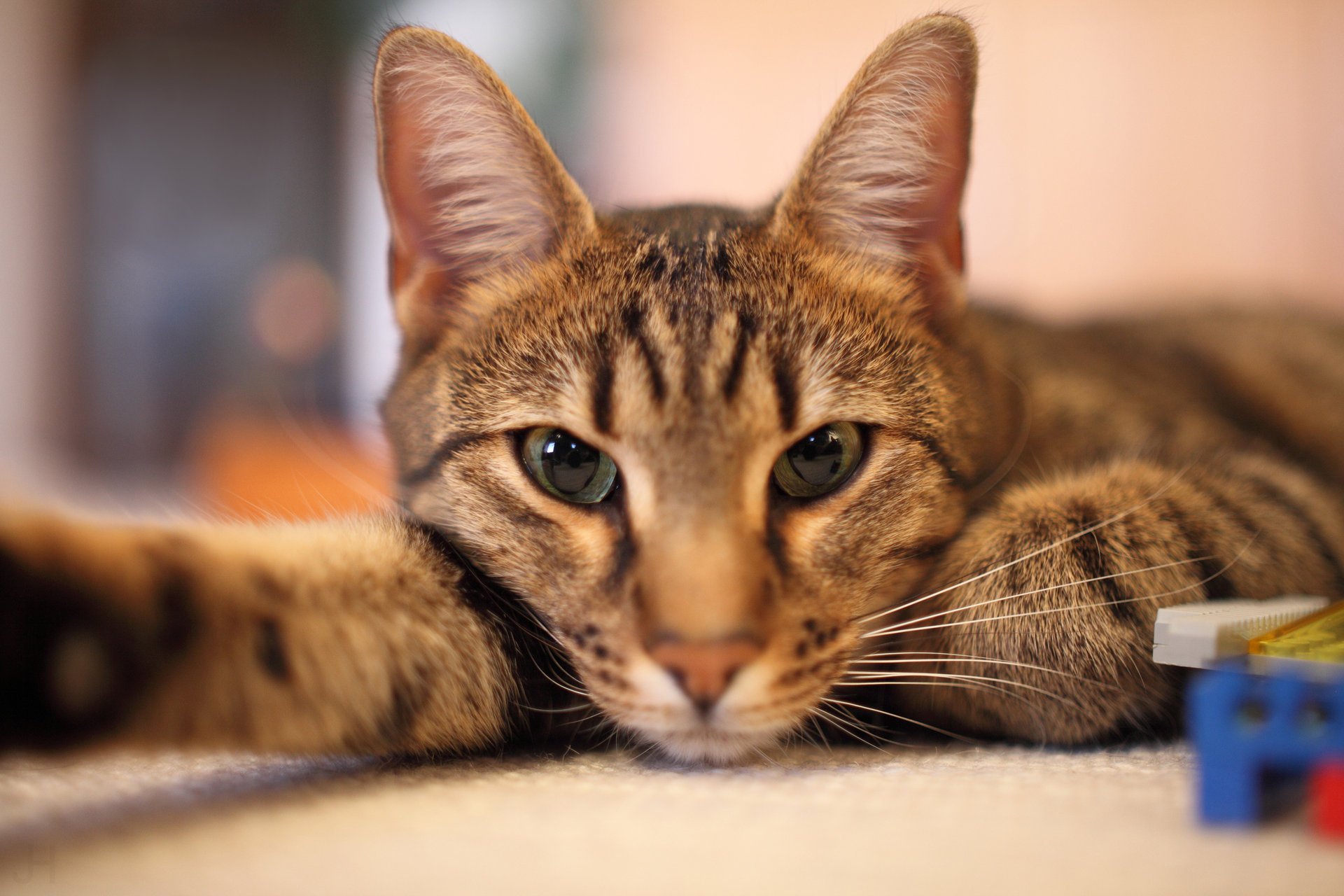 cat cat lying down toys muzzle