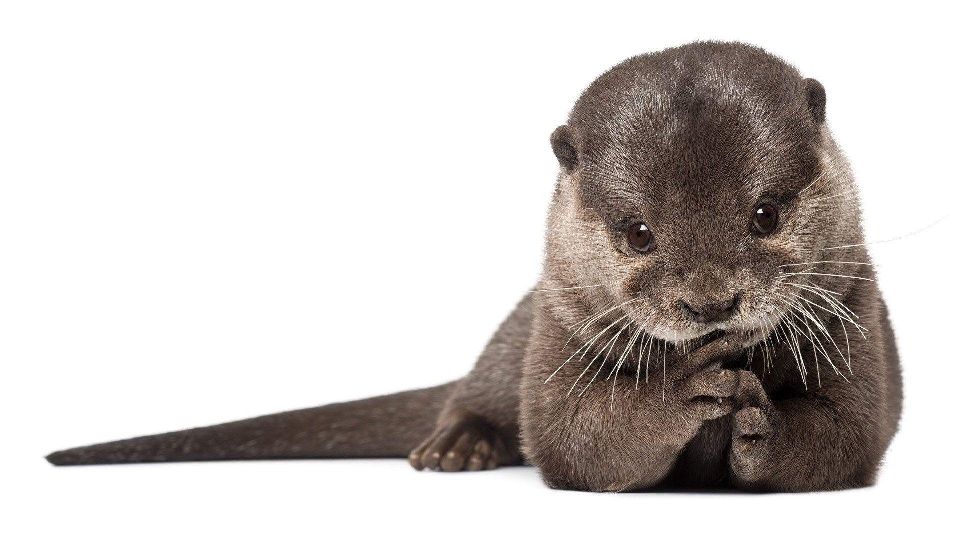 otter futro wydra drapieżnik ssaki