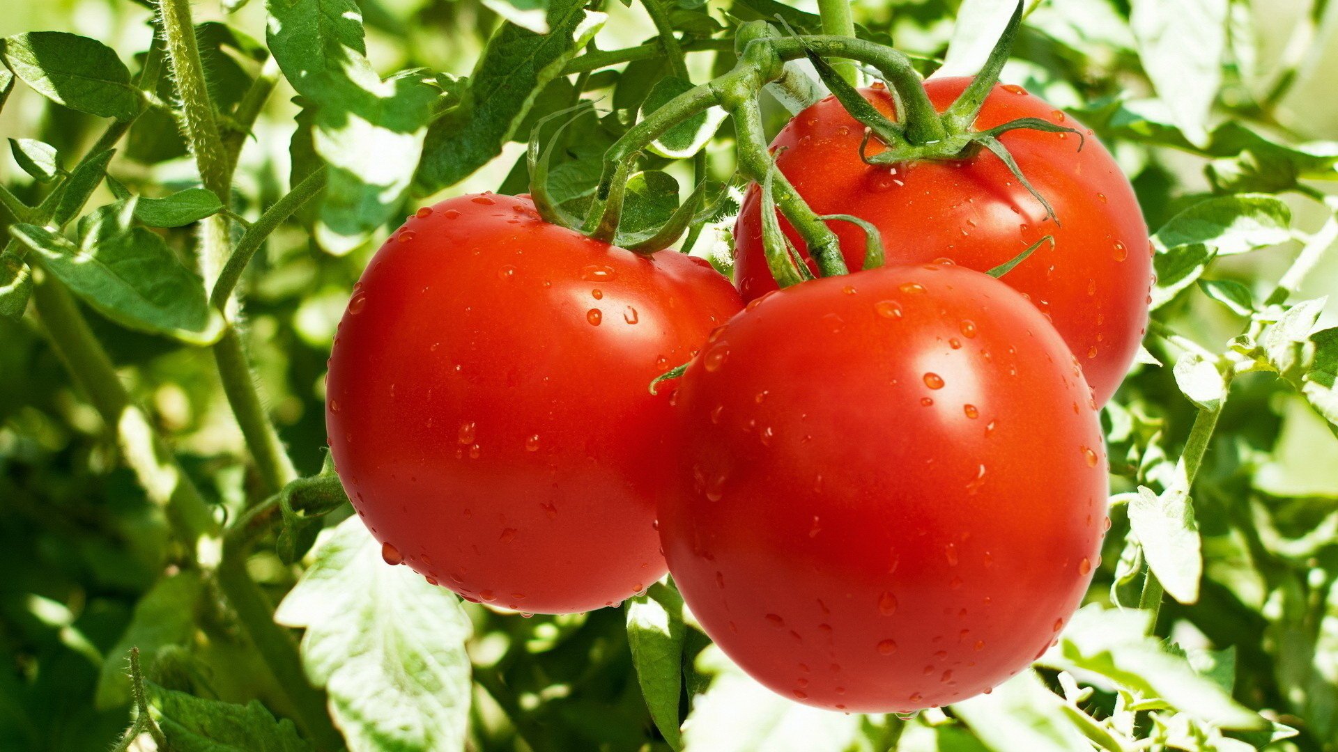 jardin tomates tiges tomates légumes rouge