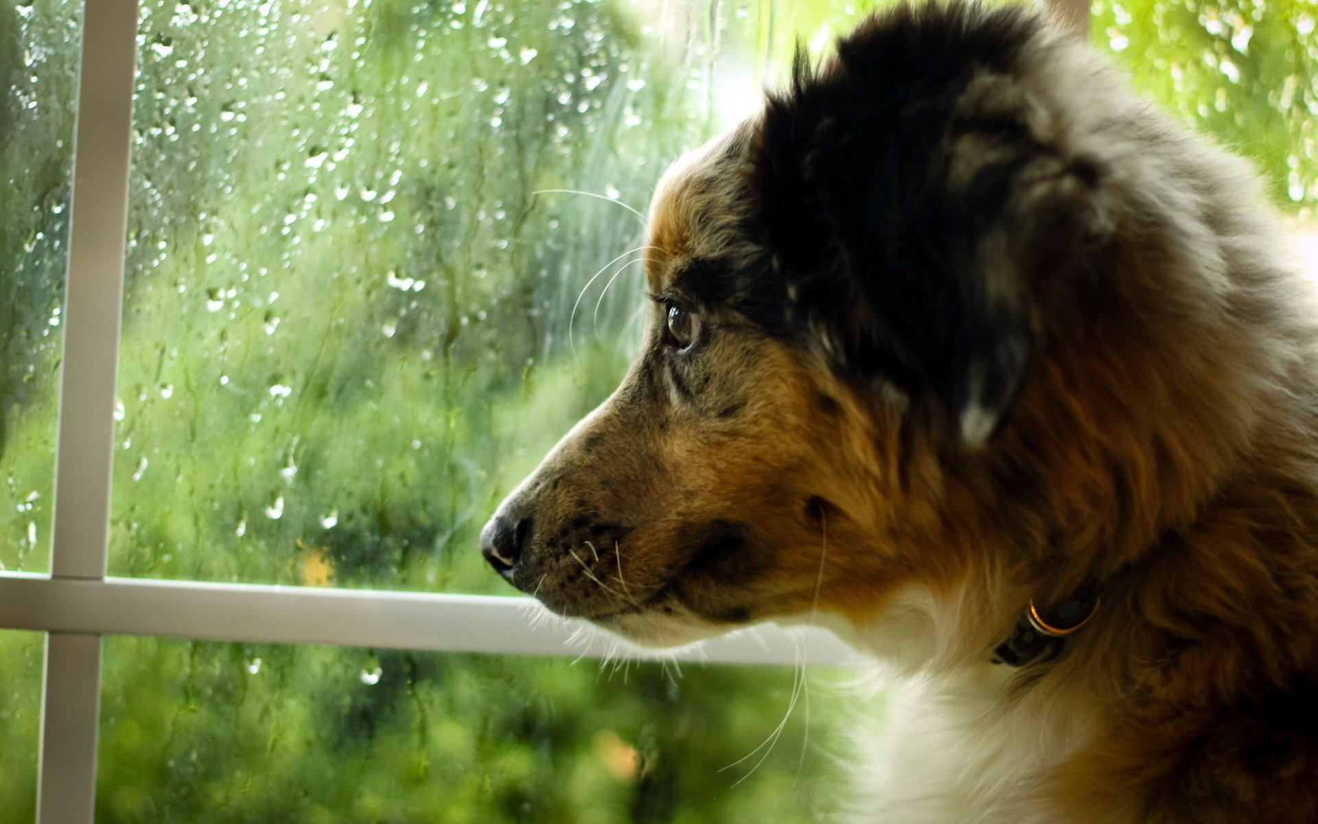 chien fenêtre ami